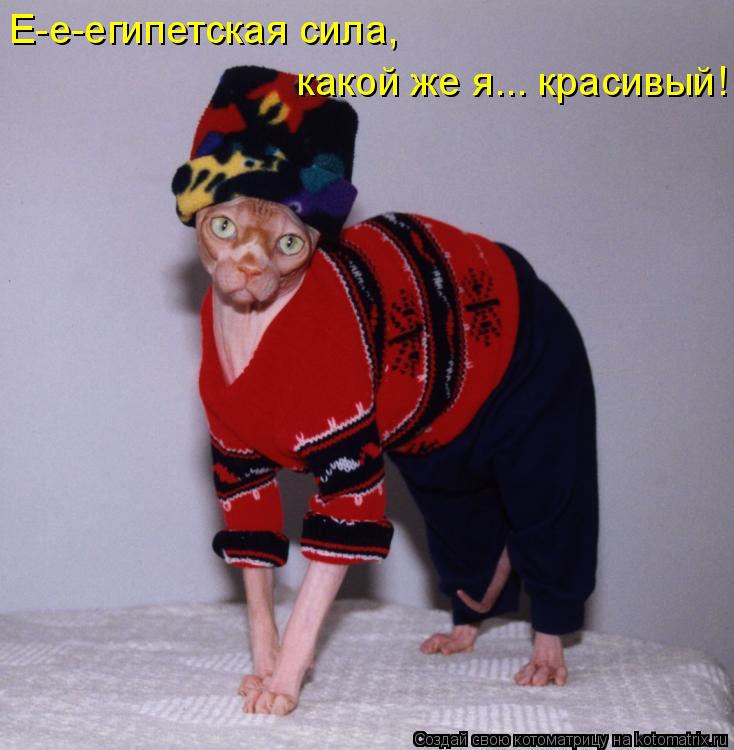 Котоматрица: Е-е-египетская сила,  какой же я... красивый!