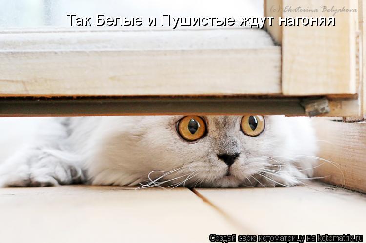 Котоматрица: Так Белые и Пушистые ждут нагоняя