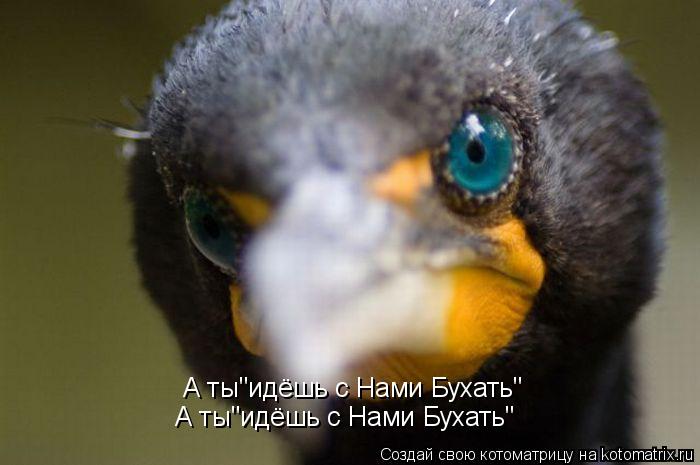 Котоматрица: А ты"идёшь с Нами Бухать" А ты"идёшь с Нами Бухать"