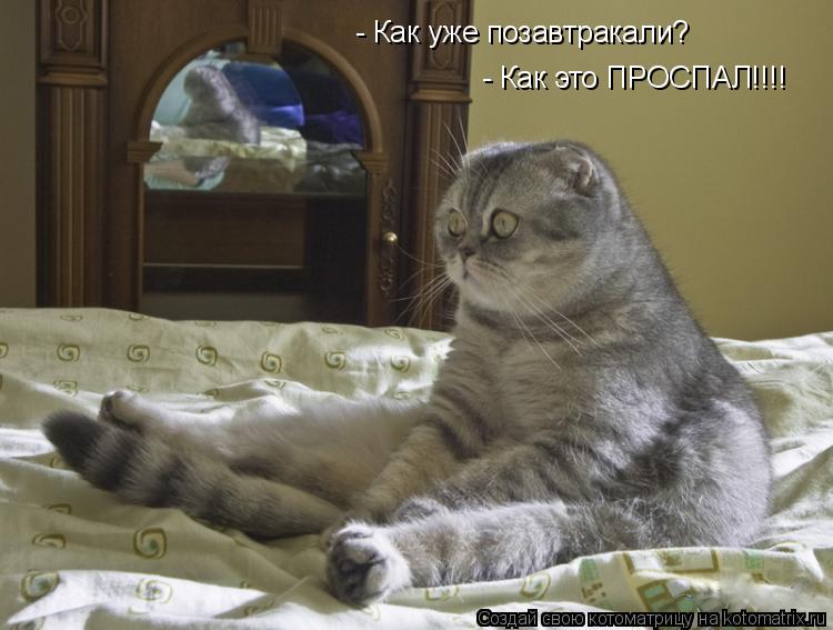 Котоматрица: - Как уже позавтракали? - Как это ПРОСПАЛ!!!!
