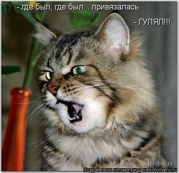 Котоматрица: - где был, где был... привязалась - ГУЛЯЛ!!!
