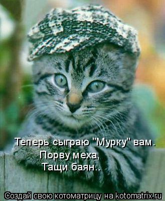 Котоматрица: Теперь сыграю "Мурку" вам. Порву меха, Тащи баян..