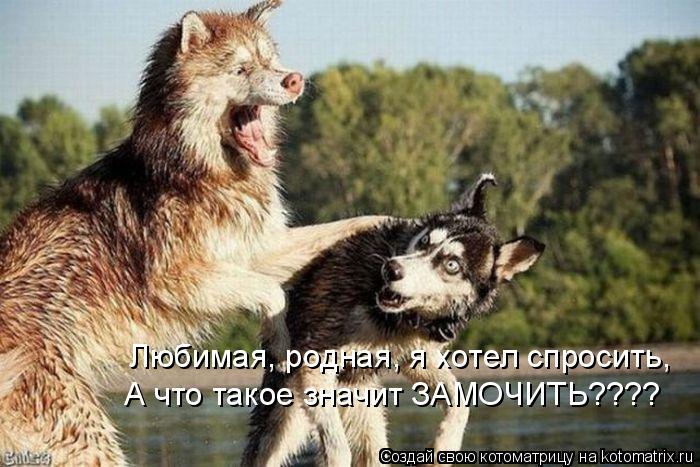 Котоматрица: Любимая, родная, я хотел спросить, А что такое значит ЗАМОЧИТЬ????