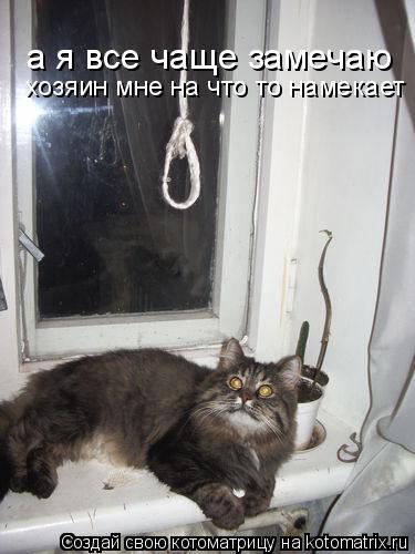 Котоматрица: а я все чаще замечаю хозяин мне на что то намекает