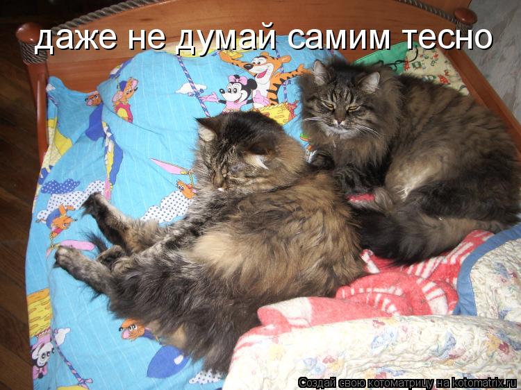 Котоматрица: даже не думай самим тесно
