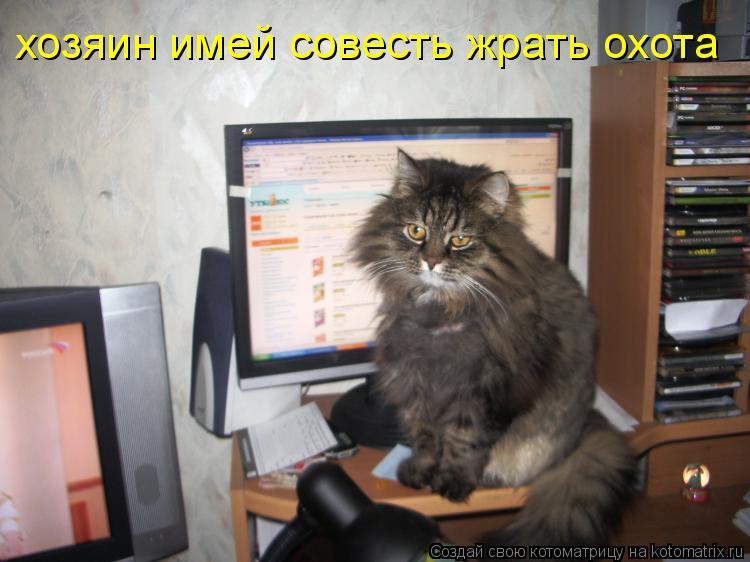Котоматрица: хозяин имей совесть жрать охота
