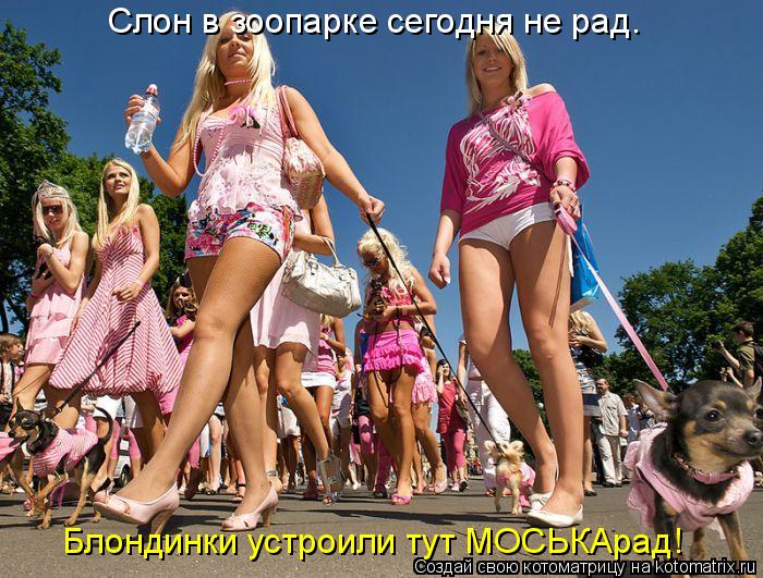Слон в зоопарке сегодня не рад. Блондинки устроили тут МОСЬКАрад!... Котоматрица: Слон в зоопарке сегодня не рад. Блондинки устроили тут МОСЬКАрад!