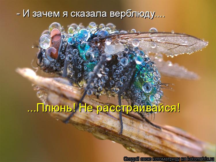 - И зачем я сказала верблюду.... ...Плюнь! Не расстраивайся!... Котоматрица: - И зачем я сказала верблюду.... ...Плюнь! Не расстраивайся!
