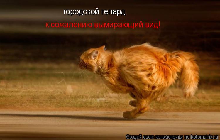городской гепард к сожалению вымирающий вид!... Котоматрица: городской гепард к сожалению вымирающий вид!