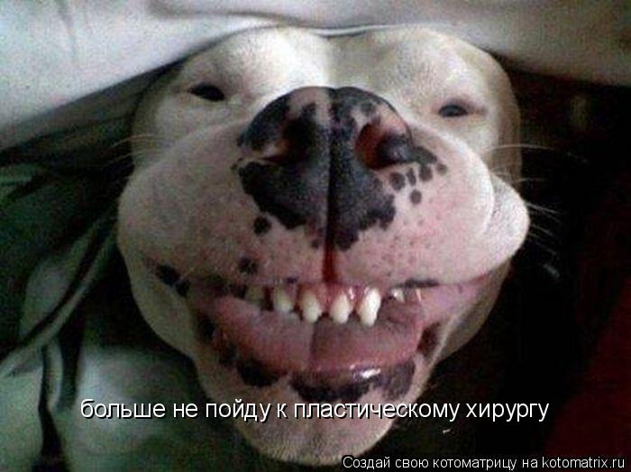 больше не пойду к пластическому хирургу... Котоматрица: больше не пойду к пластическому хирургу