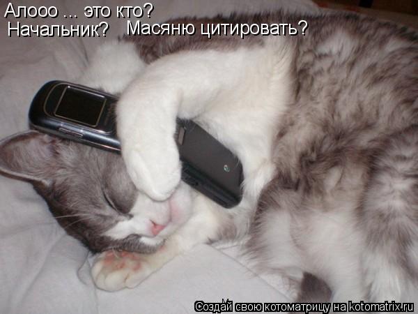 Алооо ... это кто? Начальник? Масяню цитировать?... Котоматрица: Алооо ... это кто? Начальник? Масяню цитировать?