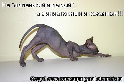 Котоматрица: Не "маленький и лысый",  а миниатюрный и кожанный!!!