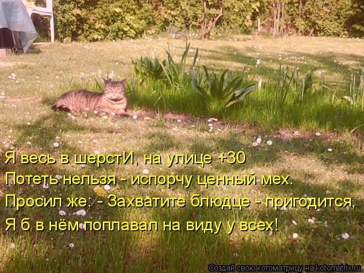 Котоматрица: Я весь в шерстИ, на улице +30 Потеть нельзя - испорчу ценный мех. Просил же: - Захватите блюдце - пригодится,  Я б в нём поплавал на виду у всех!