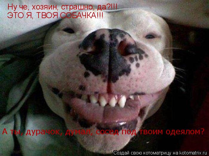 Котоматрица: Ну че, хозяин, страшно, да?!!! ЭТО Я, ТВОЯ СОБАЧКА!!! А ты, дурачок, думал, сосед под твоим одеялом?