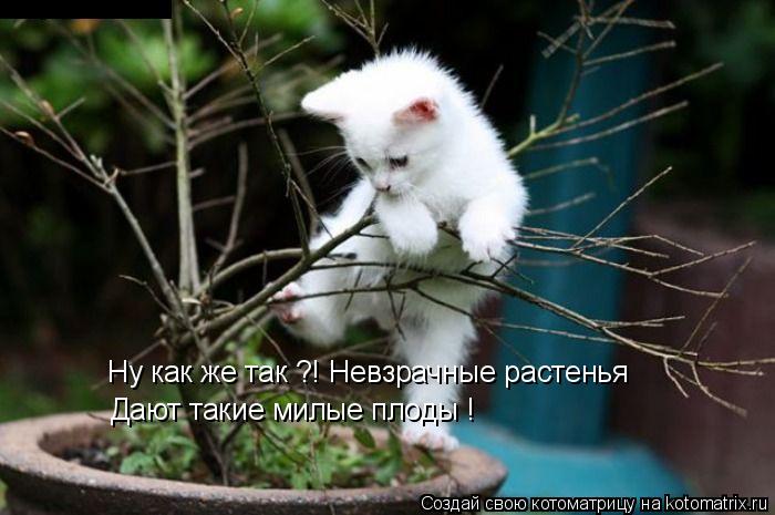 Котоматрица: Ну как же так ?! Невзрачные растенья Дают такие милые плоды !
