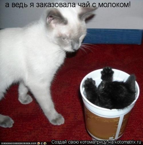 Котоматрица: а ведь я заказовала чай с молоком!