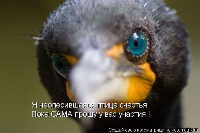 Котоматрица: Я неоперившаяся птица счастья  Пока САМА прошу у вас участия ! ,