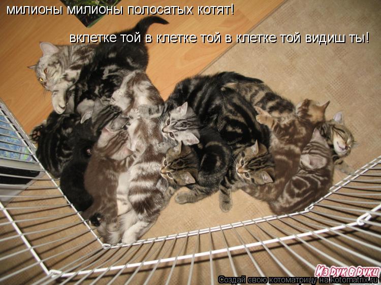 Котоматрица: милионы милионы полосатых котят! вклетке той в клетке той в клетке той видиш ты!