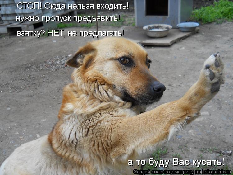Котоматрица: взятку? НЕТ, не предлагать! СТОП! Сюда нельзя входить! нужно пропуск предъявить! а то буду Вас кусать!