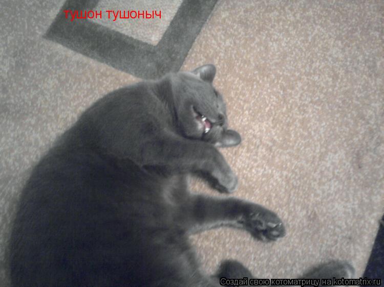 Котоматрица: тушон тушоныч