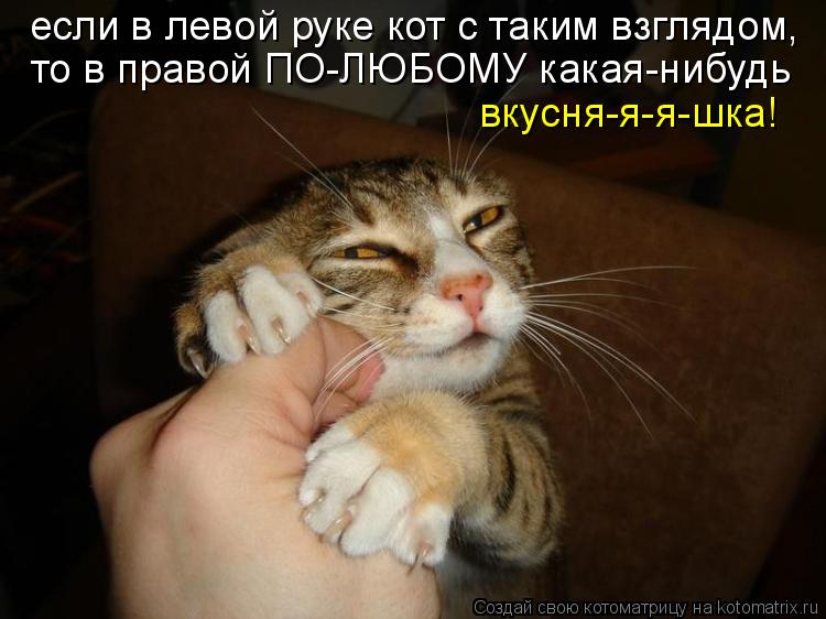 если в левой руке кот с таким взглядом, то в правой ПО-ЛЮБОМУ какая-нибудь вкусня-я-я-шка!... Котоматрица: если в левой руке кот с таким взглядом, то в правой ПО-ЛЮБОМУ какая-нибудь вкусня-я-я-шка!