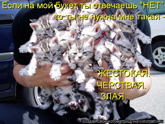 Котоматрица: Если на мой букет ты отвечаешь "НЕТ",  то ты не нужна мне такая -  ЖЕСТОКАЯ.  ЧЕРСТВАЯ.  ЗЛАЯ.
