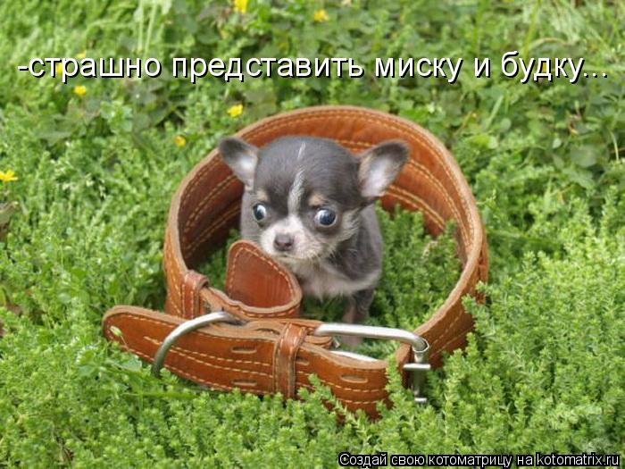 Котоматрица: -страшно представить миску и будку...