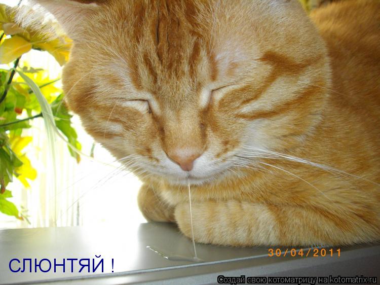 Котоматрица: СЛЮНТЯЙ !