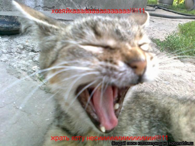 Котоматрица: хозяйкааааааааааааааа!!!!11 жрать коту несиииииииииииииии!!!11