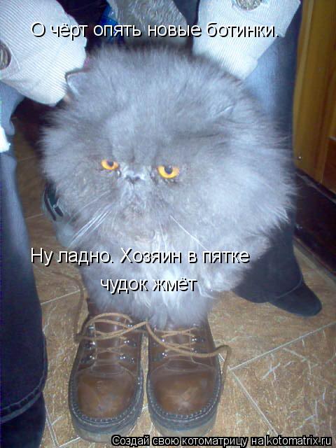 Котоматрица: О чёрт опять новые ботинки. Ну ладно. Хозяин в пятке  Ну ладно. Хозяин в пятке  чудок жмёт