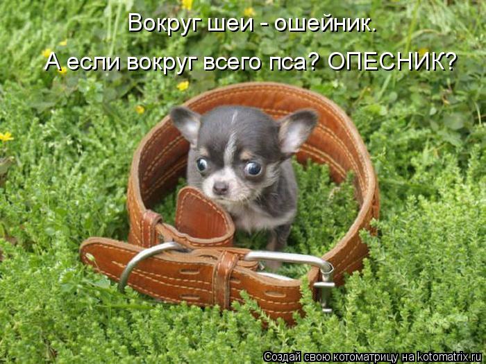 Вокруг шеи - ошейник. А если вокруг всего пса? ОПЕСНИК?... Котоматрица: Вокруг шеи - ошейник. А если вокруг всего пса? ОПЕСНИК?