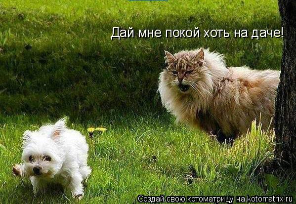 Котоматрица: Дай мне покой хоть на даче!