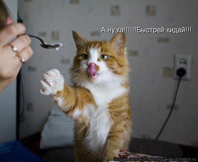 Котоматрица: А ну ка!!!!!!Быстрей кидай!!!