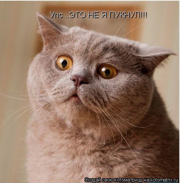 Упс...ЭТО НЕ Я ПУКНУЛ!!!... Котоматрица: Упс...ЭТО НЕ Я ПУКНУЛ!!!