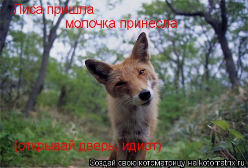 Лиса пришла молочка принесла (открывай дверь, идиот)... Котоматрица: Лиса пришла молочка принесла (открывай дверь, идиот)