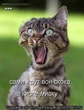Котоматрица: *** сами жрут вон скока,  а киске-миску