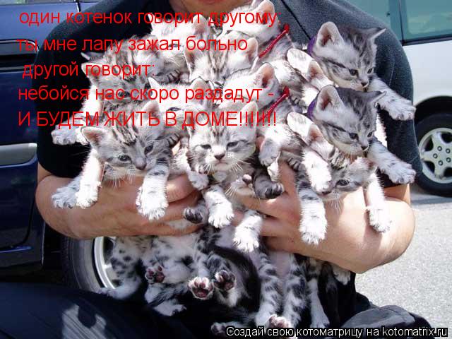 ты мне лапу зажал больно другой говорит: один котенок говорит другому: небойся нас скоро раздадут - ... Котоматрица: ты мне лапу зажал больно другой говорит: один котенок говорит другому: небойся нас скоро раздадут - И БУДЕМ ЖИТЬ В ДОМЕ!!!!!!!