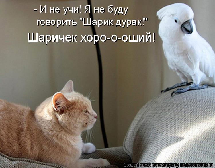 - И не учи! Я не буду говорить "Шарик дурак!" Шаричек хоро-о-оший!... Котоматрица: - И не учи! Я не буду говорить "Шарик дурак!" Шаричек хоро-о-оший!