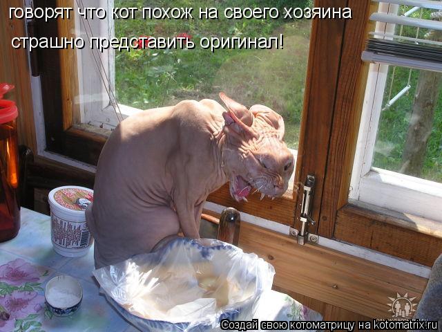 говорят что кот похож на своего хозяина страшно представить оригинал!... Котоматрица: говорят что кот похож на своего хозяина страшно представить оригинал!