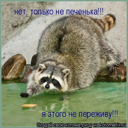 нет, только не печенька!!! я этого не переживу!!!... Котоматрица: нет, только не печенька!!! я этого не переживу!!!