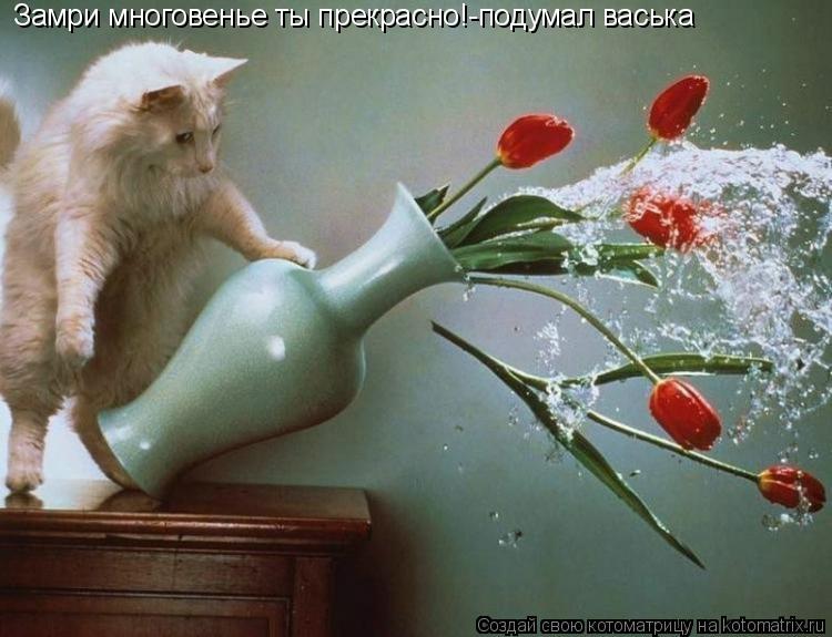 Замри многовенье ты прекрасно!-подумал васька... Котоматрица: Замри многовенье ты прекрасно!-подумал васька