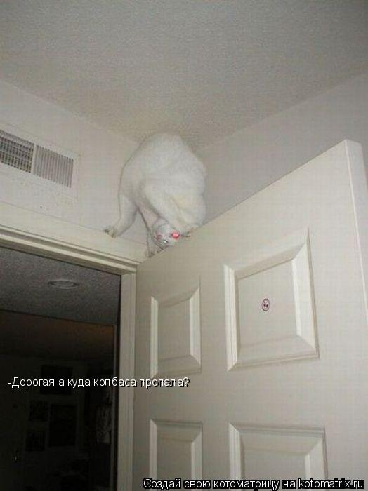 Котоматрица: -Дорогая а куда колбаса пропала?