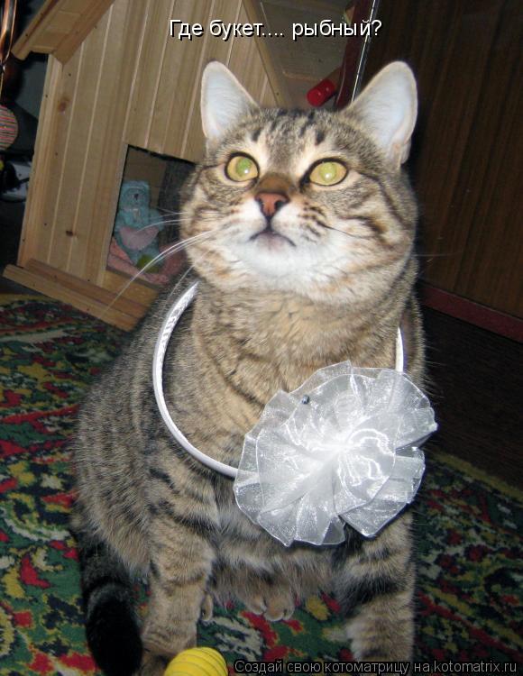 Котоматрица: Где букет.... рыбный?