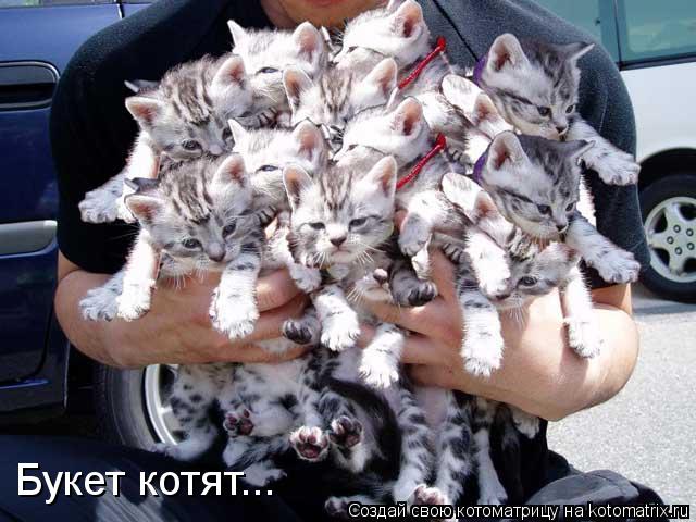 Котоматрица: Букет котят...
