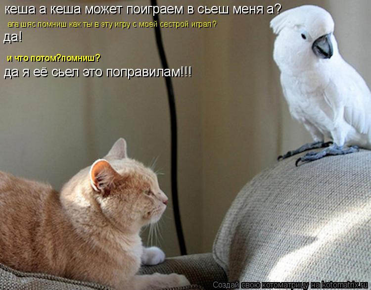 Котоматрица: кеша а кеша может поиграем в сьеш меня а? ага шяс помниш как ты в эту игру с моей сестрой играл? да! и что потом?помниш? да я её сьел это поправи