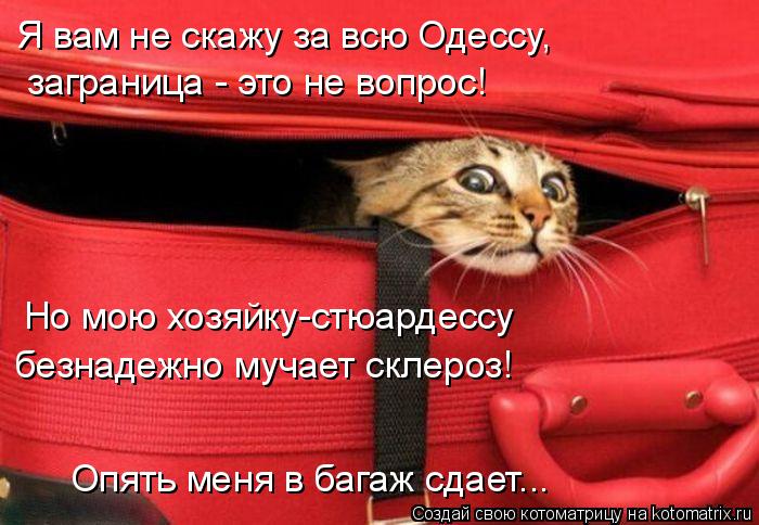 Котоматрица: Я вам не скажу за всю Одессу,  заграница - это не вопрос!  Но мою хозяйку-стюардессу безнадежно мучает склероз!  Опять меня в багаж сдает...