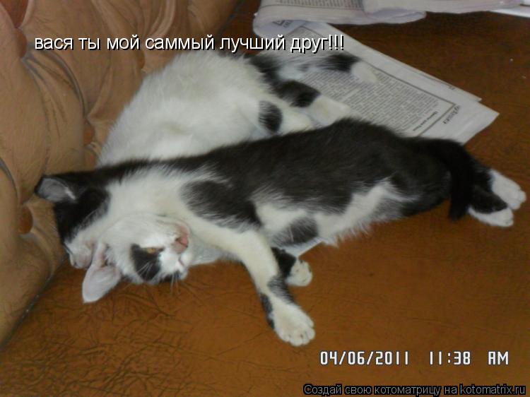 Котоматрица: вася ты мой саммый лучший друг!!!