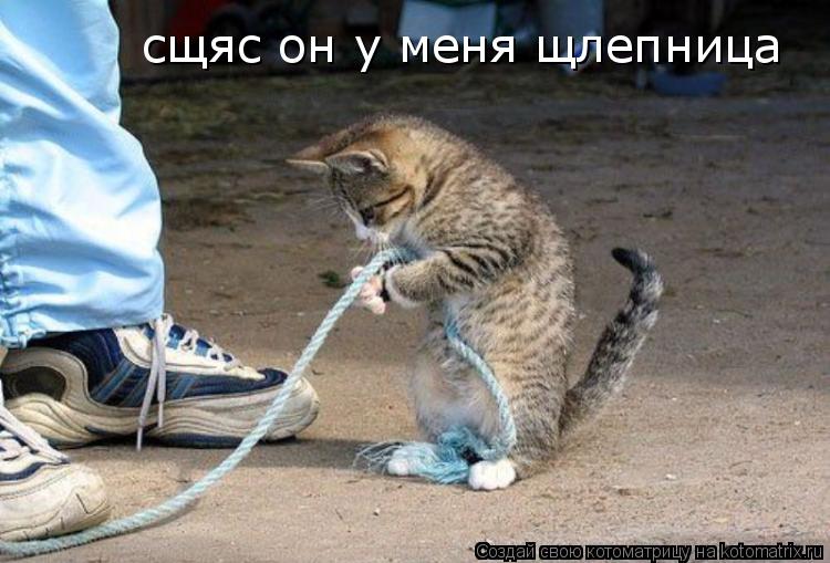 Котоматрица: сщяс он у меня щлепница