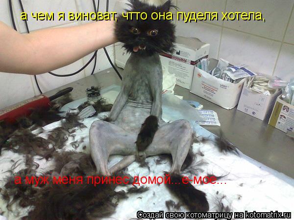 Котоматрица: а чем я виноват, чтто она пуделя хотела, а муж меня принес домой...е-мое...