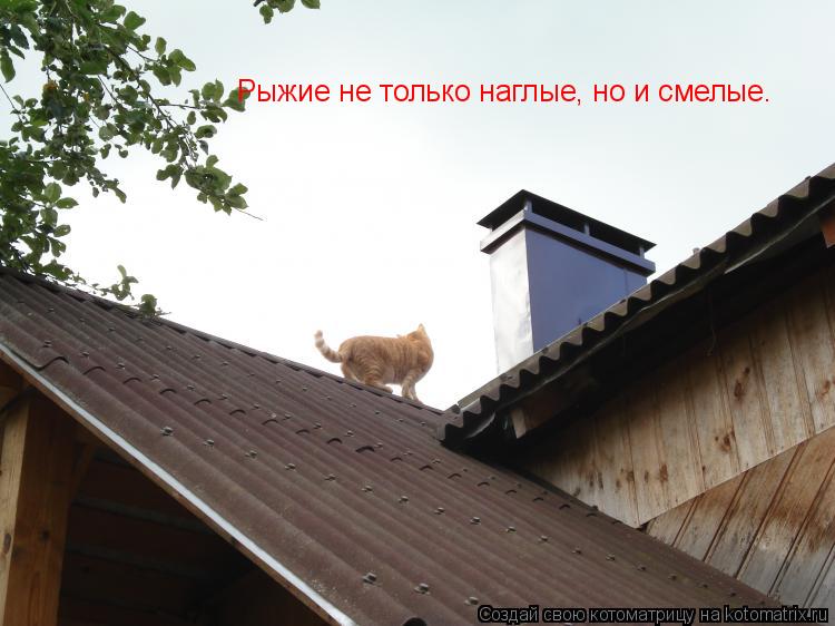 Котоматрица: Рыжие не только наглые, но и смелые.